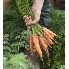 Carottes nouvelles